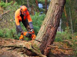 Best Root Management and Removal  in Shell Rock, IA